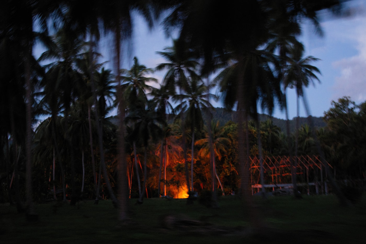 Tropical palm grove at dusk with warm porch light